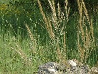 Stipa tenacissima 1, Saxifraga-Jan van der Straaten