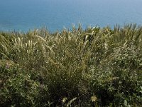 Stipa tenacissima 2, Saxifraga-Willem van Kruijsbergen