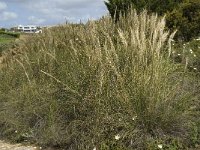 Stipa tenacissima 4, Saxifraga-Willem van Kruijsbergen