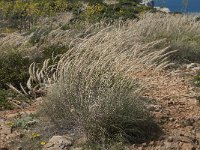 Stipa tenacissima 6, Saxifraga-Willem van Kruijsbergen