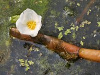 Stratiotes aloides 30, Krabbenscheer, Saxifraga-Tom Heijnen