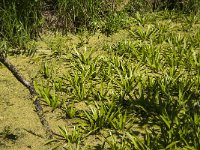 Stratiotes aloides 16, Krabbenscheer, Saxifraga-Jan van der Straaten