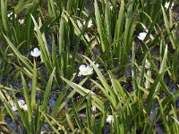 Stratiotes aloides 17, Krabbenscheer, Saxifraga-Peter Meininger