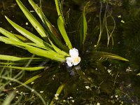 Stratiotes aloides 26, Krabbenscheer, Saxifraga-Jan Nijendijk