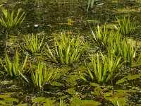 Stratiotes aloides 29, Krabbenscheer, Saxifraga-Jan Nijendijk