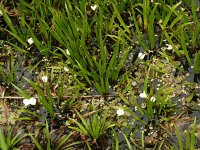 Stratiotes aloides 6, Krabbenscheer, Saxifraga-Hans Dekker