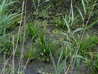 Stratiotes aloides 9, Krabbenscheer, Saxifraga-Hans Boll