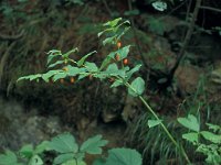 Streptopus amplexifolius 10, Saxifraga-Jan van der Straaten