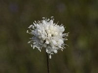 Succisa pratensis 53, Blauwe knoop, Saxifraga-Willem van Kruijsbergen