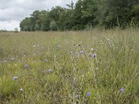 Succisa pratensis 56, Blauwe knoop, Saxifraga-Willem van Kruijsbergen