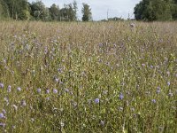 Succisa pratensis 58, Blauwe knoop, Saxifraga-Willem van Kruijsbergen