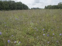 Succisa pratensis 60, Blauwe knoop, Saxifraga-Willem van Kruijsbergen