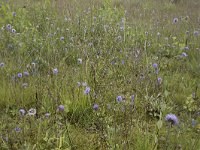 Succisa pratensis 63, Blauwe knoop, Saxifraga-Willem van Kruijsbergen