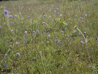 Succisa pratensis 64, Blauwe knoop, Saxifraga-Willem van Kruijsbergen