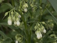 Symphytum officinale 35, Gewone smeerwortel, Saxifraga-Willem van Kruijsbergen