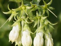 Symphytum officinale 36, Gewone smeerwortel, Saxifraga-Sonja Bouwman