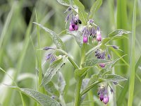 Symphytum officinale 38, Gewone smeerwortel, Saxifraga-Tom Heijnen