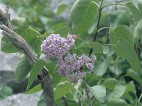 Syringa vulgaris, Lilac