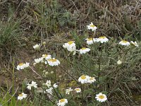 Tanacetum corymbosum 18, Saxifraga-Willem van Kruijsbergen