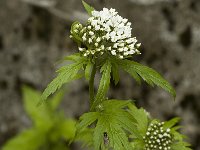 Tanacetum macrophyllum 1, Saxifraga-Jan van der Straaten