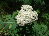 Tanacetum macrophyllum 2, Saxifraga-Jasenka Topic