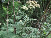 Tanacetum macrophyllum 4, Saxifraga-Rutger Barendse