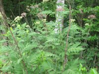 Tanacetum macrophyllum 5, Saxifraga-Rutger Barendse