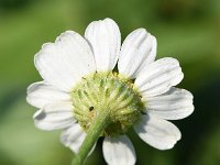 Tanacetum parthenium 11, Moederkruid, Saxifraga-Sonja Bouwman