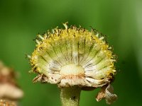 Tanacetum parthenium 12, Moederkruid, Saxifraga-Sonja Bouwman