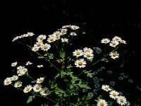 Tanacetum parthenium 14, Moederkruid, Saxifraga-Ed Stikvoort