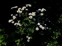 Tanacetum parthenium 15, Moederkruid, Saxifraga-Ed Stikvoort