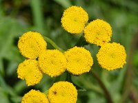 Tanacetum vulgare 39, Boerenwormkruid, Saxifraga-Sonja Bouwman