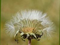 Taraxacum laevigatum 11, Zandpaardenbloem, Saxifraga-Sonja Bouwman  926. Zandpaardenbloem - Taraxacum laevigatum - Asteraceae familie (i)