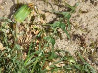 Taraxacum laevigatum 7, Zandpaardenbloem, Saxifraga-Sonja Bouwman  926. Zandpaardenbloem - Taraxacum laevigatum - Asteraceae familie (i)