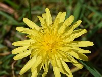 Taraxacum laevigatum 8, Zandpaardenbloem, Saxifraga-Sonja Bouwman  926. Zandpaardenbloem - Taraxacum laevigatum - Asteraceae familie (i) Katwijk aan Zee, Koningshof (Overveen)