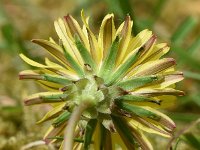 Taraxacum laevigatum 9, Zandpaardenbloem, Saxifraga-Sonja Bouwman  926. Zandpaardenbloem - Taraxacum laevigatum - Asteraceae familie (i)