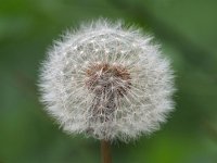 Taraxacum officinale 80, Paardenbloem, Saxifraga-Hans Dekker