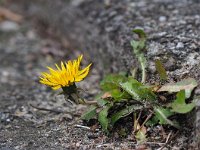 Taraxacum officinale 81, Paardenbloem, Saxifraga-Hans Dekker