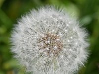 Taraxacum officinale 85, Paardenbloem, Saxifraga-Sonja Bouwman