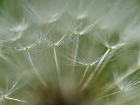 Taraxacum officinale 87, Paardenbloem, Saxifraga-Tom Heijnen