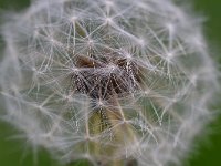 Taraxacum officinale 89, Paardenbloem, Saxifraga-Tom Heijnen