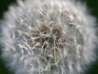 Taraxacum officinale 92, Paardenbloem, Saxifraga-Tom Heijnen