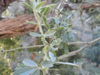 Teline rosmarinifolia