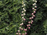 Tellima grandiflora 2, Franjekelk, Saxifraga-Ab H Baas