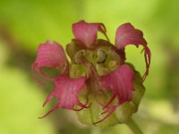 Tellima grandiflora 5, Franjekelk, Saxifraga-Ab H Baas