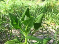 Tetragonia tetragonioides 2, Nieuwzeelandse spinazie, Saxifraga-Rutger Barendse