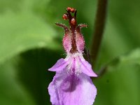 Teucrium chamaedrys 21, Echte gamander, Saxifraga-Sonja Bouwman  605. Echte gamander - Teucrium chamaedrys - Lamiaceae familie (i) Kunderberg (Voerendaal)