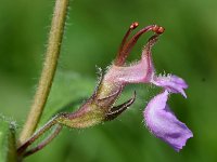 Teucrium chamaedrys 22, Echte gamander, Saxifraga-Sonja Bouwman  605. Echte gamander - Teucrium chamaedrys - Lamiaceae familie (i)