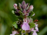 Teucrium chamaedrys 24, Echte gamander, Saxifraga-Sonja Bouwman  605. Echte gamander - Teucrium chamaedrys - Lamiaceae familie (i)