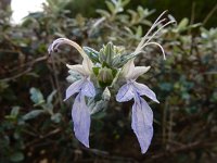 Teucrium fruticans 13, Saxifraga-Ed Stikvoort